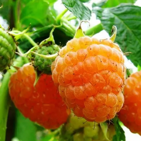 Malina zółta START PACK