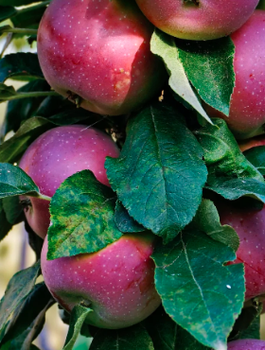 Jabłoń kolumnowa Red Spring w typie Alwa START PACK