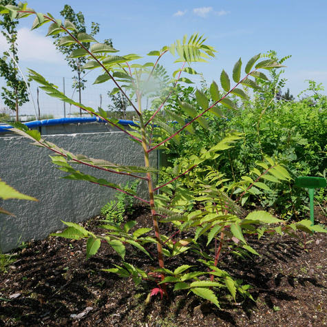 Sumak octowiec Plant Pack