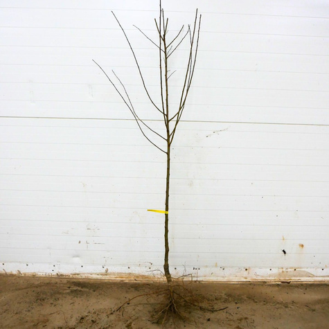 Śliwko-brzoskwinia Śliwobrzoskwinia Kubań START PACK ®