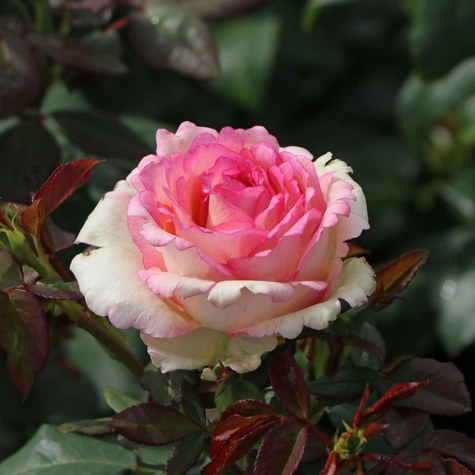 Róża wielkokwiatowa Souvenir de Baden-Baden kremowo-różowa balot