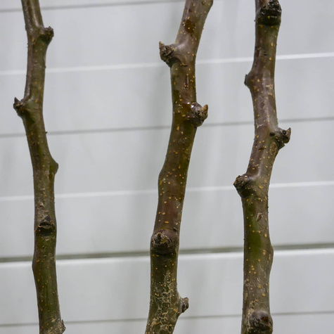 Grusza Klapsa Faworytka