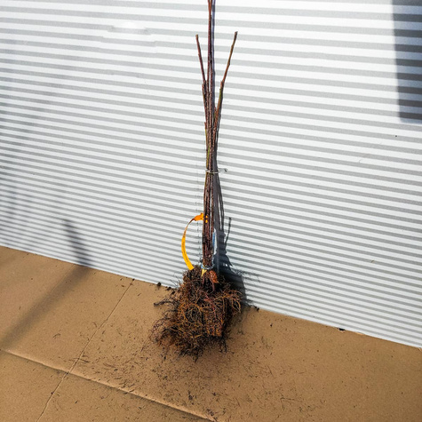 Kruszyna Miododajna Plant Pack