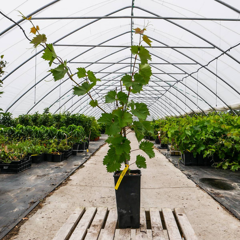 Winorośl winogrona Einset Seedless bezpestkowa