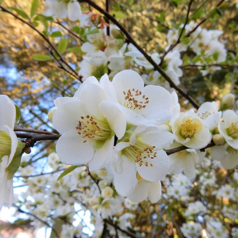 Pigwowiec okazały Nivalis Szczepiony na pniu PA60