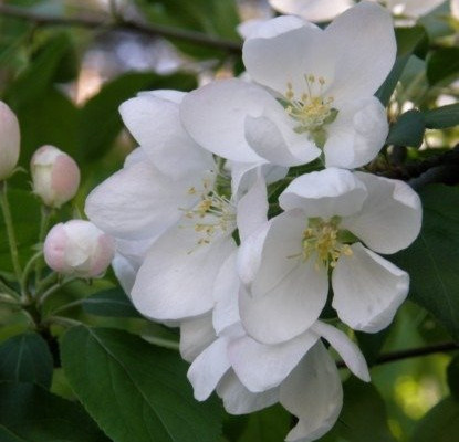 Jabłoń Fantazja START PACK