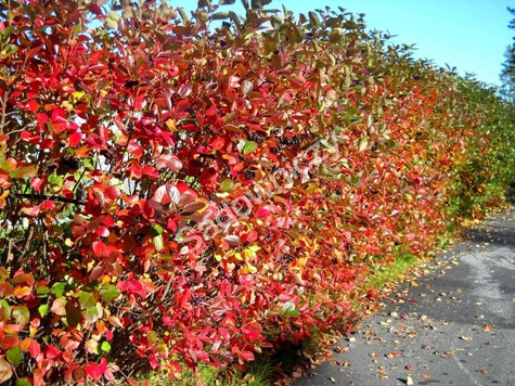 Aronia Czarna Czarnowocowa sadzonki