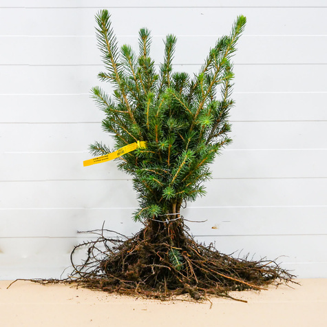 Świerk Glauca srebrny Plant Pack