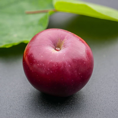 Jabłoń Red Love sadzonki c2