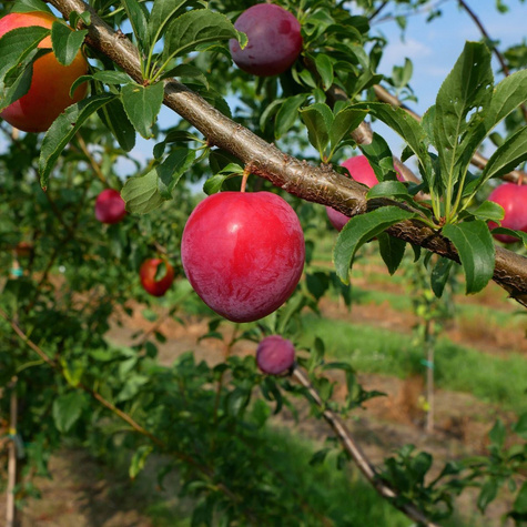 Śliwa japońska Kometa Samopłodna