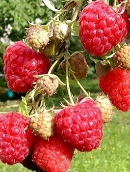 Malina Olbrzymia w doniczce