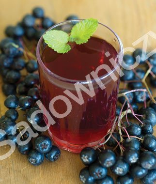 Aronia Czarna Czarnowocowa sadzonki