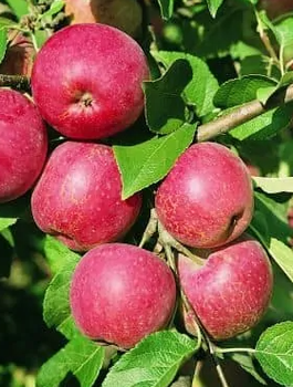 Jabłoń Słodkie Jabłuszko Plant Pack