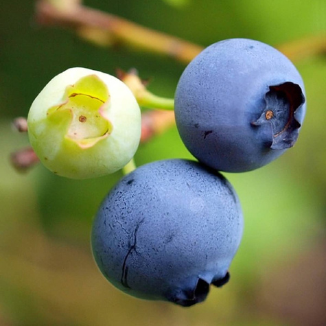 Borówka amerykańska Nelson (C5)