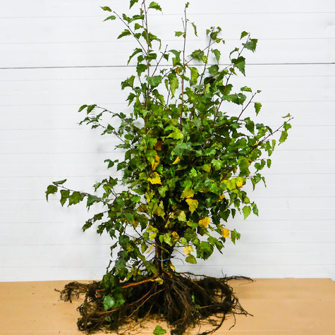 Brzoza brodawkowata Plant Pack