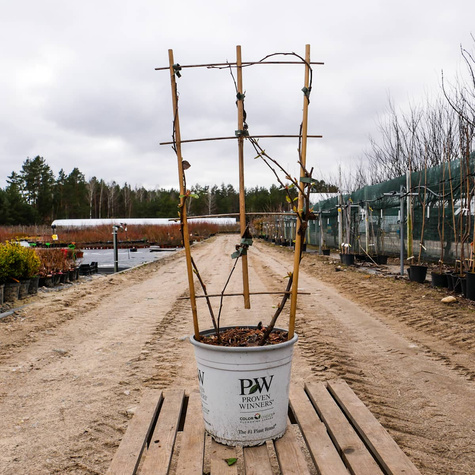 Pigwowiec okazały Pink Storm (C2)