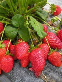 Truskawka Murzynek deserowa FRIGO