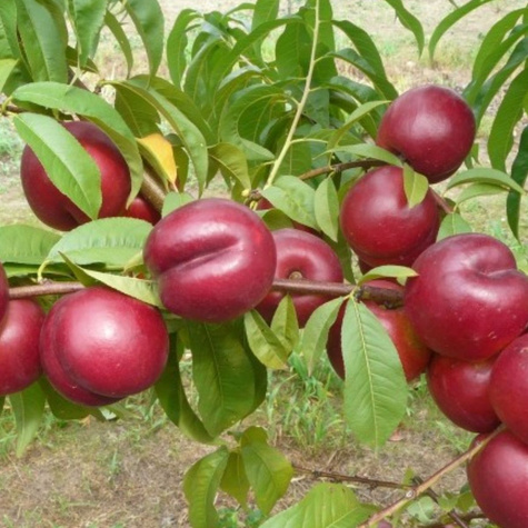 Nektaryna Harco START PACK