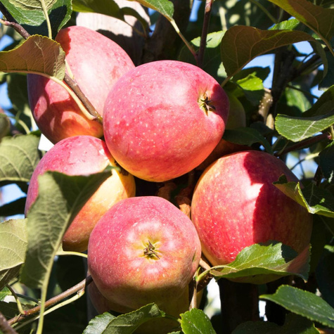 Jabłoń typu Remo Parchoodporna