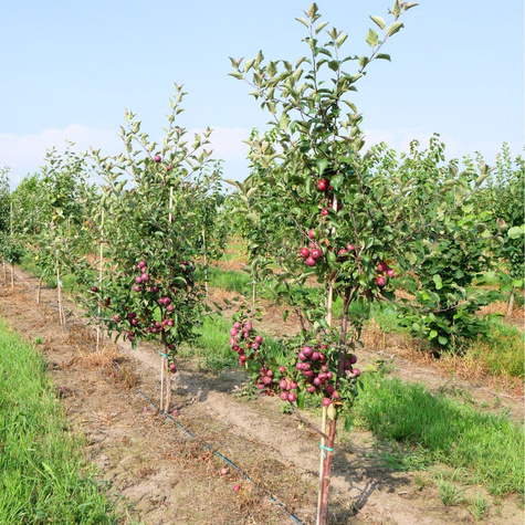 Jabłoń typu Red Loove czerwony miąższ START PACK