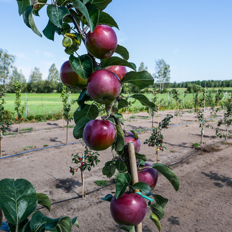 Jabłoń Liberty Parchoodporna