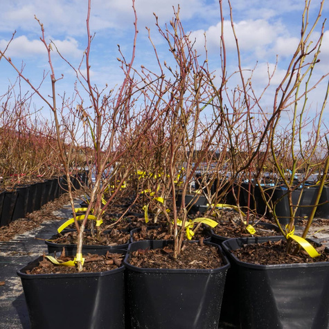 Borówka amerykańska Rubel w doniczce