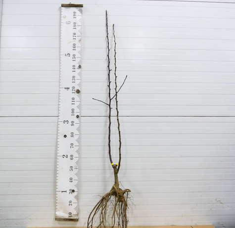 Duo Śliwa Węgierka Zwykła + Morela Goldrich START PACK