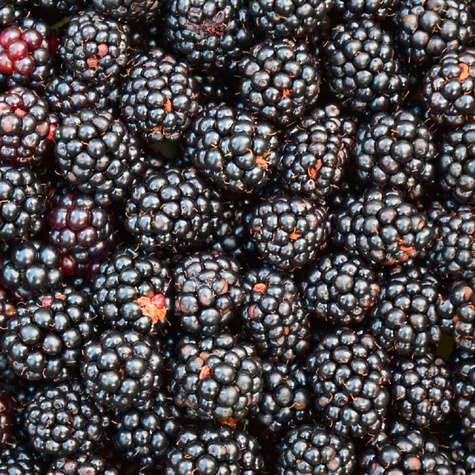 Jeżyna bezkolcowa START PACK