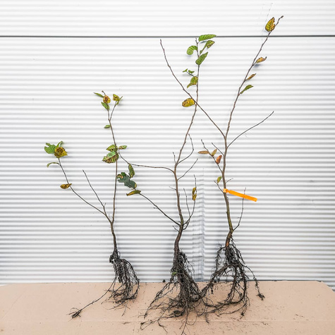 Grab Pospolity PREMIUM SADZONKI Plant Pack