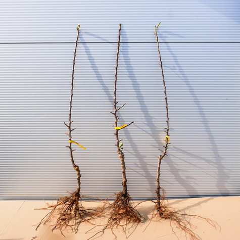 Jabłoń kolumnowa Red Spring w typie Alwa START PACK