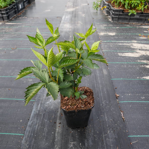 Jeżyna wielkoowocowa Prime Ark powtarzająca w doniczce