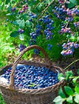 Borówka Zestaw 2 plennych odmian