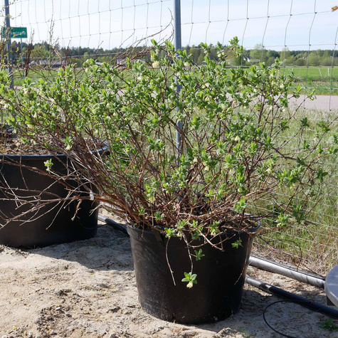 Jagoda kamczacka 4 letnia duże sadzonki