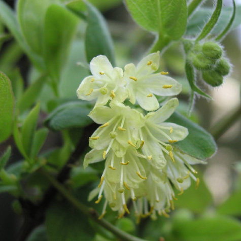 Jagoda kamczacka Ałtaj