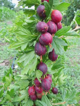 Agrest czerwony Rokula na pniu START PACK