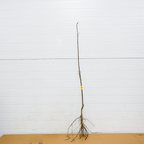 Morela Darina Późna START PACK