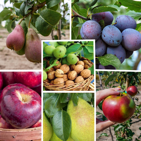 Zestaw Drzewek Owocowanie Wrzesień Październik Plant Pack