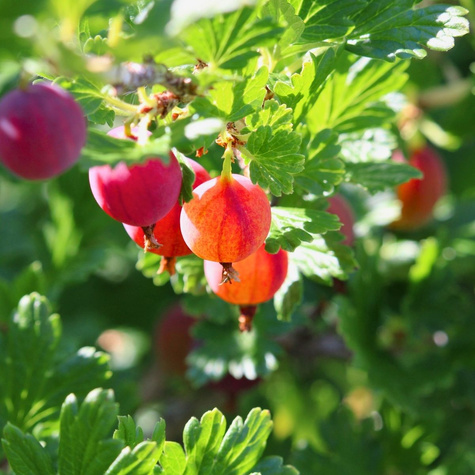 Agrest czerwony Revena w balocie