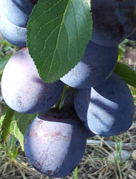 Śliwa Empres bardzo duże i soczyste owoce Plant Pack