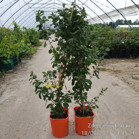 Pigwowiec pośredni Fire Dance