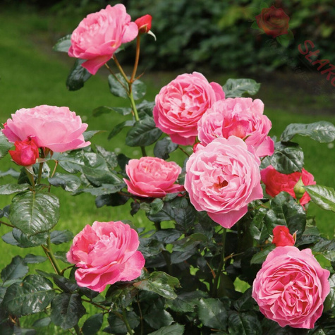 Róża parkowa Kölner Flora różowa balot