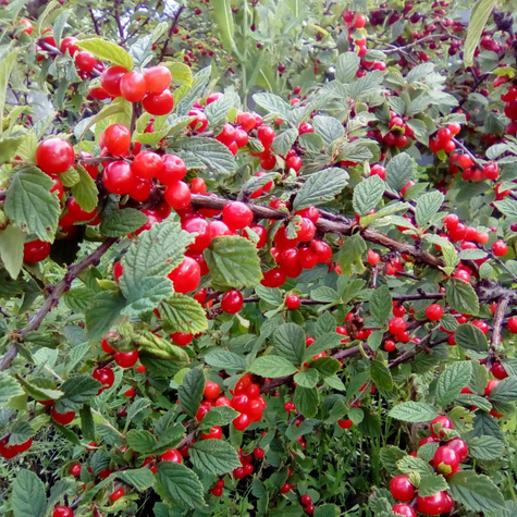 Wiśnia kosmata Czerwony Ninja (C2)