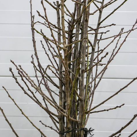 Śliwa Węgierka Dąbrowicka START PACK