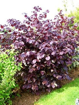 Orzech laskowy purpurowy START PACK  Najozdobniejsza Leszczyna