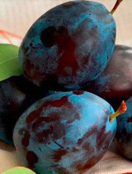 Śliwa Record START PACK