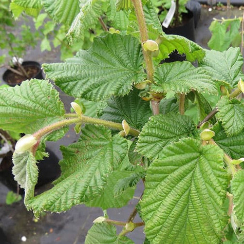 Orzech laskowy Bergera START PACK