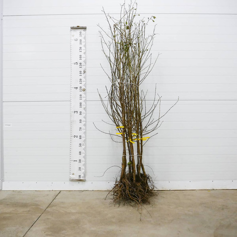 Wiśnia Lucyna Najlepsza Deserowa START PACK