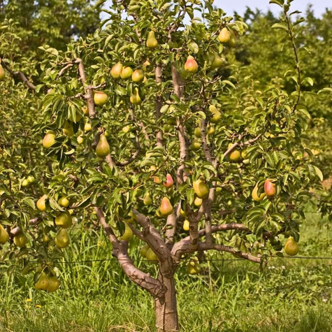 Grusza kolumnowa Obelisk