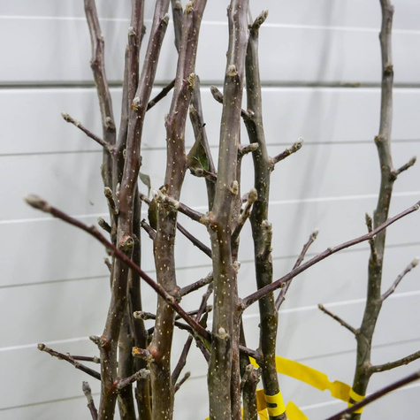 Jabłoń typu Idaredest START PACK