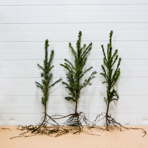 Świerk pospolity Plant Pack